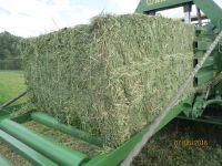 RHODES GRASS, ALFALFA, WHEAT STRAW, ALL KIND OF BRAN, PALLET, CAKE AND MEAL