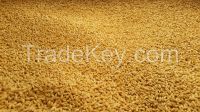 Barley Seed Premium Grade