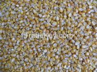 Sell Quality Yellow corn for Animal Feed