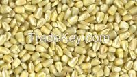 White Corn and Yellow Corn/Maize WHOLE gmo and non gmo for sale