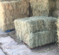 Sell Lucerne Hay