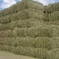 Quality Alfalfa Hay for Animal Feed