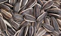wholesale organic sunflower seeds in shell