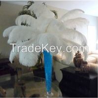 ostrich feather