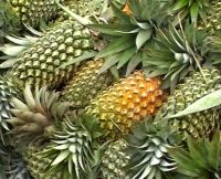 Pineapple