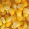 Sell Corn in Large Quantities and ready to ship