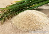 Sell Medium Grain White Rice