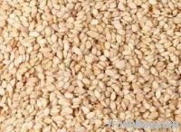 white sesame seeds