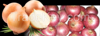 Fresh Onions for Sale!!!