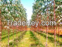 Eucalyptus & Teak plant sapling supplier in india