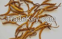 Looking for buyer of Cordyceps Sinensis (Yaarsha Gumbaa)