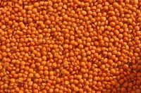 Lentils