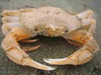 Sea Crab