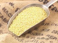 Millet , White Corn , Yellow Corn