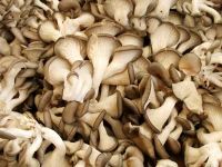 Dried Mushrooms , Mushrooms, Fresh Mushrooms