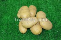 Fresh Potato For Export