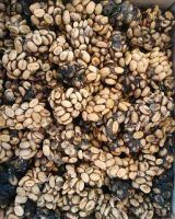 Arabica Coffee Bean