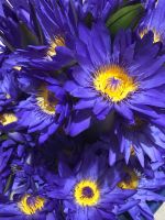 Blue Lotus ( Nymphaea Caerulea )