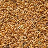 Sell Wheat