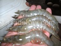 vannemei white farm raised shrimp