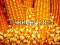 Yellow Dried Maize