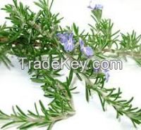 100% Natural Rosemary extract
