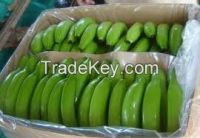 Fresh Cavendish Bananas