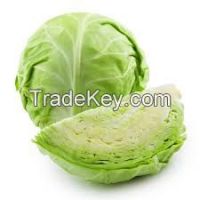 fresh green cabbage