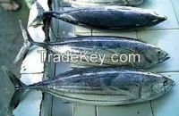 Fresh Yellow Fin Tuna