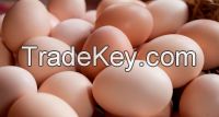 Fresh Table Eggs , Fresh Poulty Eggs