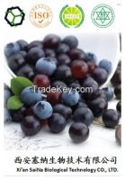 Acai berry Extract Brazilian Acai Extract Anthocyanin 40%