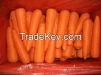 Fresh Carrots