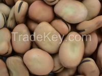 Broad Beans or dried fava beans