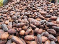 West African Cocoa Available