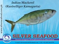 INDIAN MACKEREL