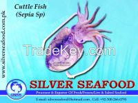 Cuttle fish, Sepia Sp