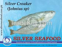 Silver Croaker