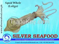 Sell: Squid, Loligo