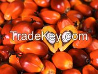 Crude Palm Oil of High Quality from Thailand Red and Yellow Color Vari