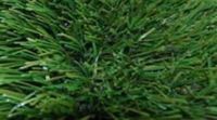 Sell Artificial Grass and Synthetic Grass and Artificial turf