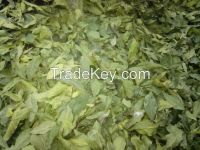 We ready to offer you the natural bay leaf which is grown up in the western Georgia in the region of Imeretia which differs in aromatic taste and the high content of essential oil. We at the moment on quality can offer 4 classes of bay leaf.
