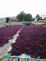 For Sale Dried RED / PURPLE Eucheuma Cottonii Seaweed