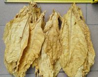 Virginia tobacco leaves