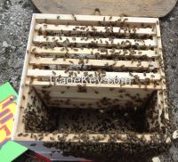 china fir wooden bee hive