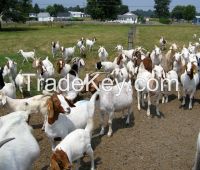 Quality Pure Breed Live Boer Goats