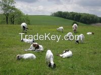 Boer Goat X, Pure Bred and Full Blood (registered) Does age between 6 months to 5 years old
