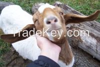 sale boer goats ready for slaughter