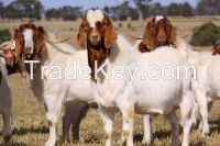 Boer Goats, Holstein heifers, Cows, Camels, Sheeps, Horse