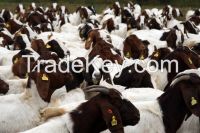 Boer Goat X, Pure Bred and Full Blood (registered) Does age between 6 months to 5 years old