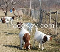 Live Boer Goats, Saanen Goats , Askanian Goats